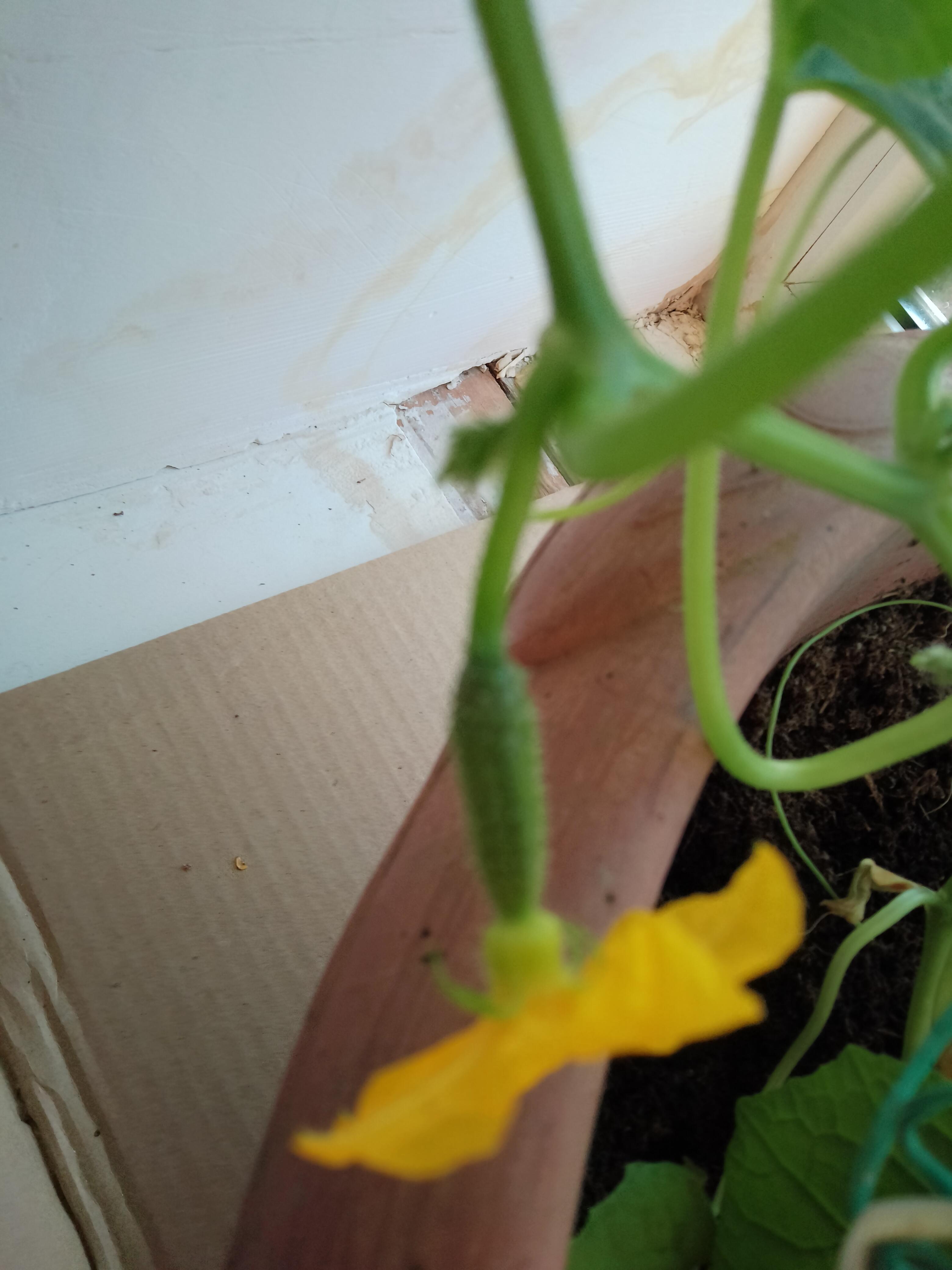 День первый. Прирост нормальный