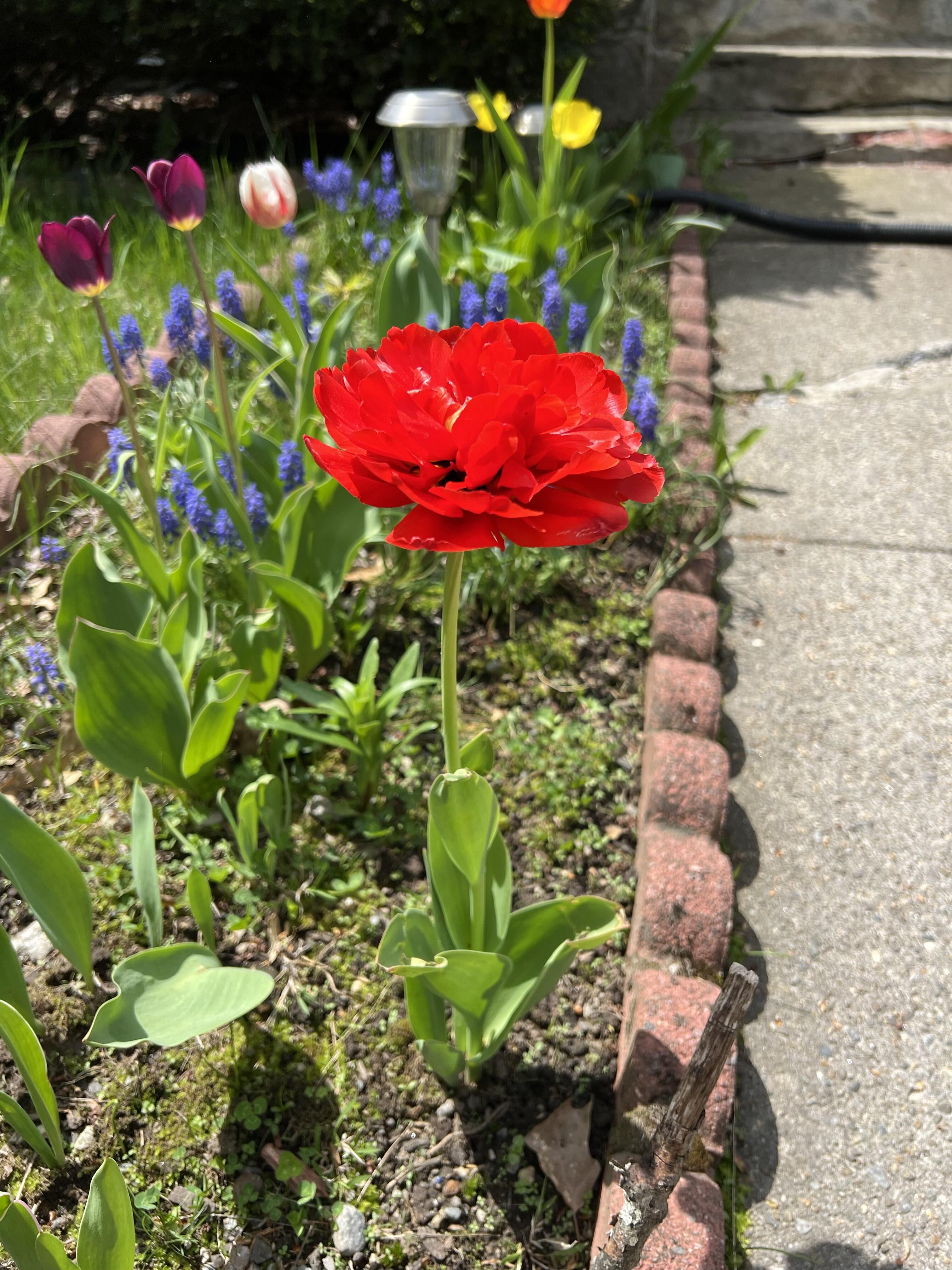 Метр колючей проволовки