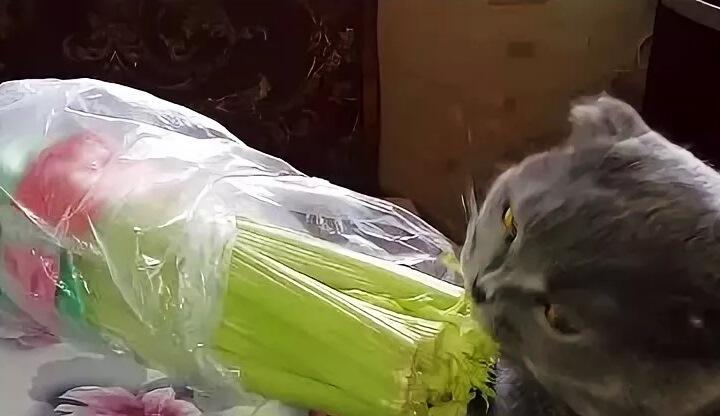 Котики и сельдерей