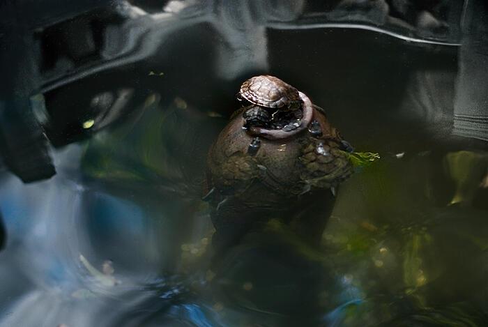 Три года с Поэмбуком