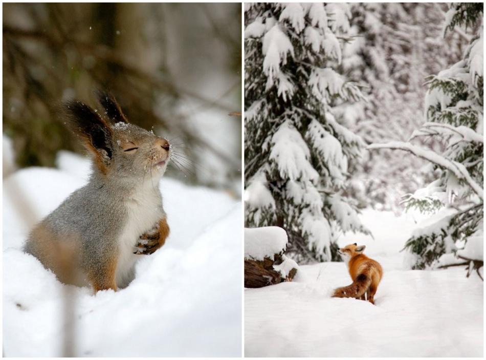 Перед наступлением зимы некоторые животные. Животные в зимнем лесу. Зима звери. Зимний лес с животными. Лесные животные зимой.