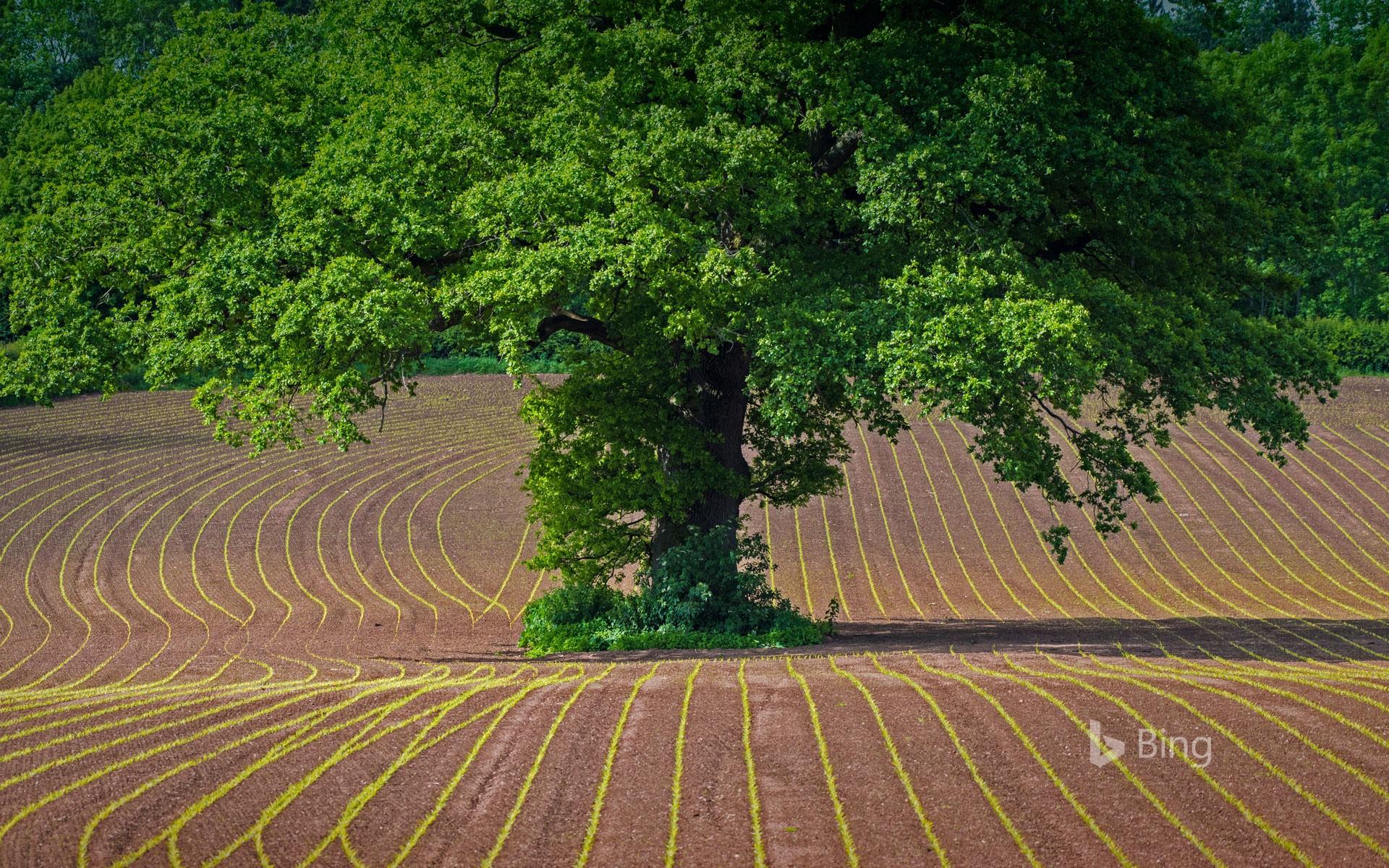 More crops. Валлийское поле. Много Дубов на поле. Дуб на поле Эвертона. Bing обои поле.