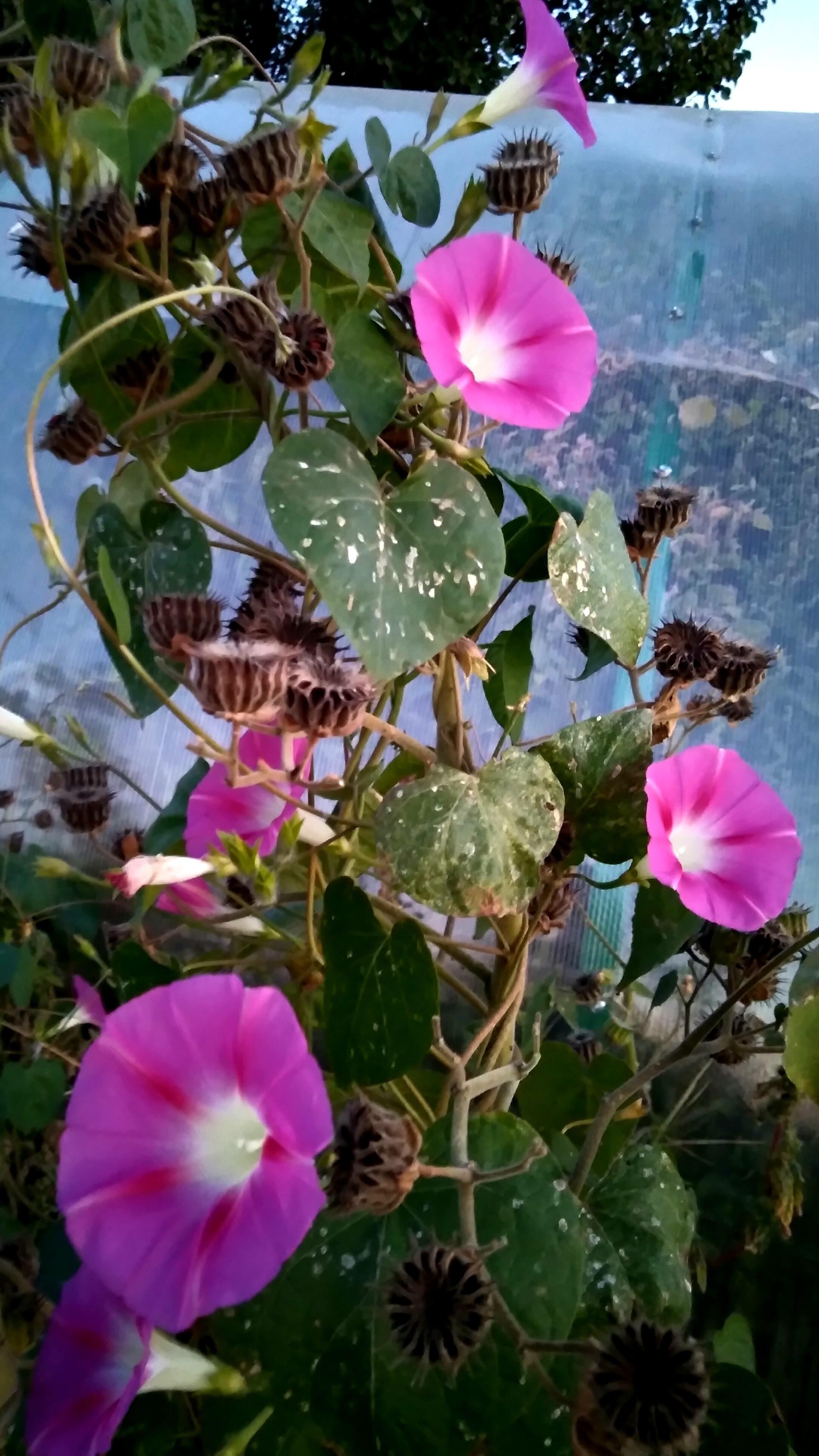 О несовместимостях