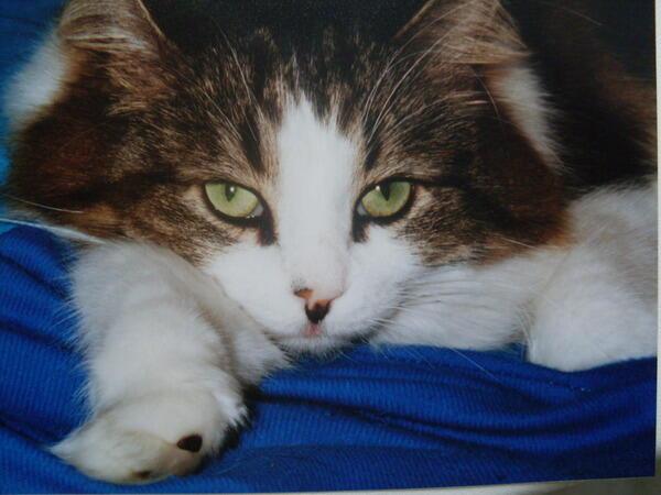 Котов много не бывает)