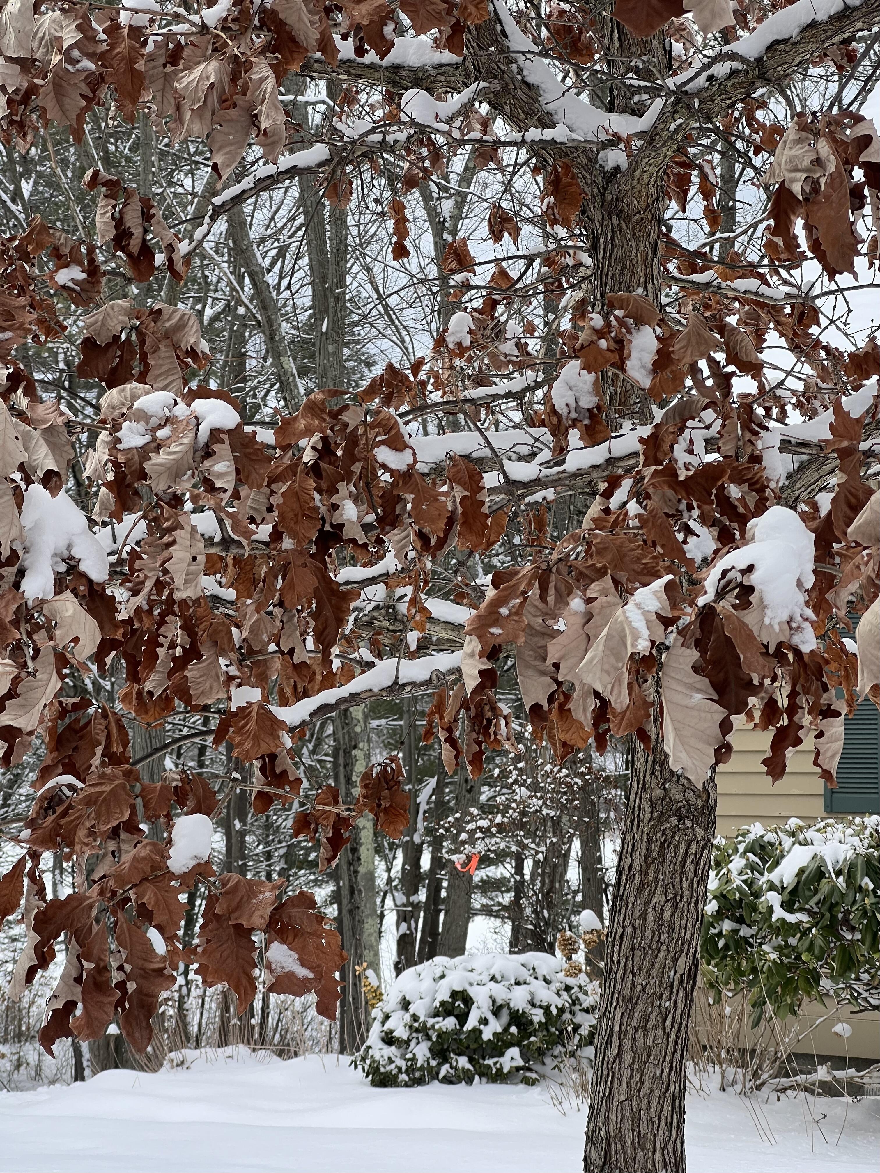 Дуб в отказе