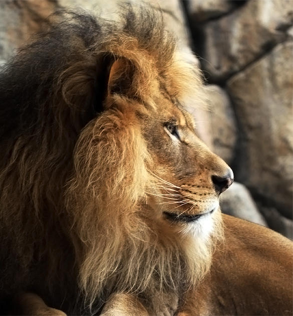 Михалков отдыхает