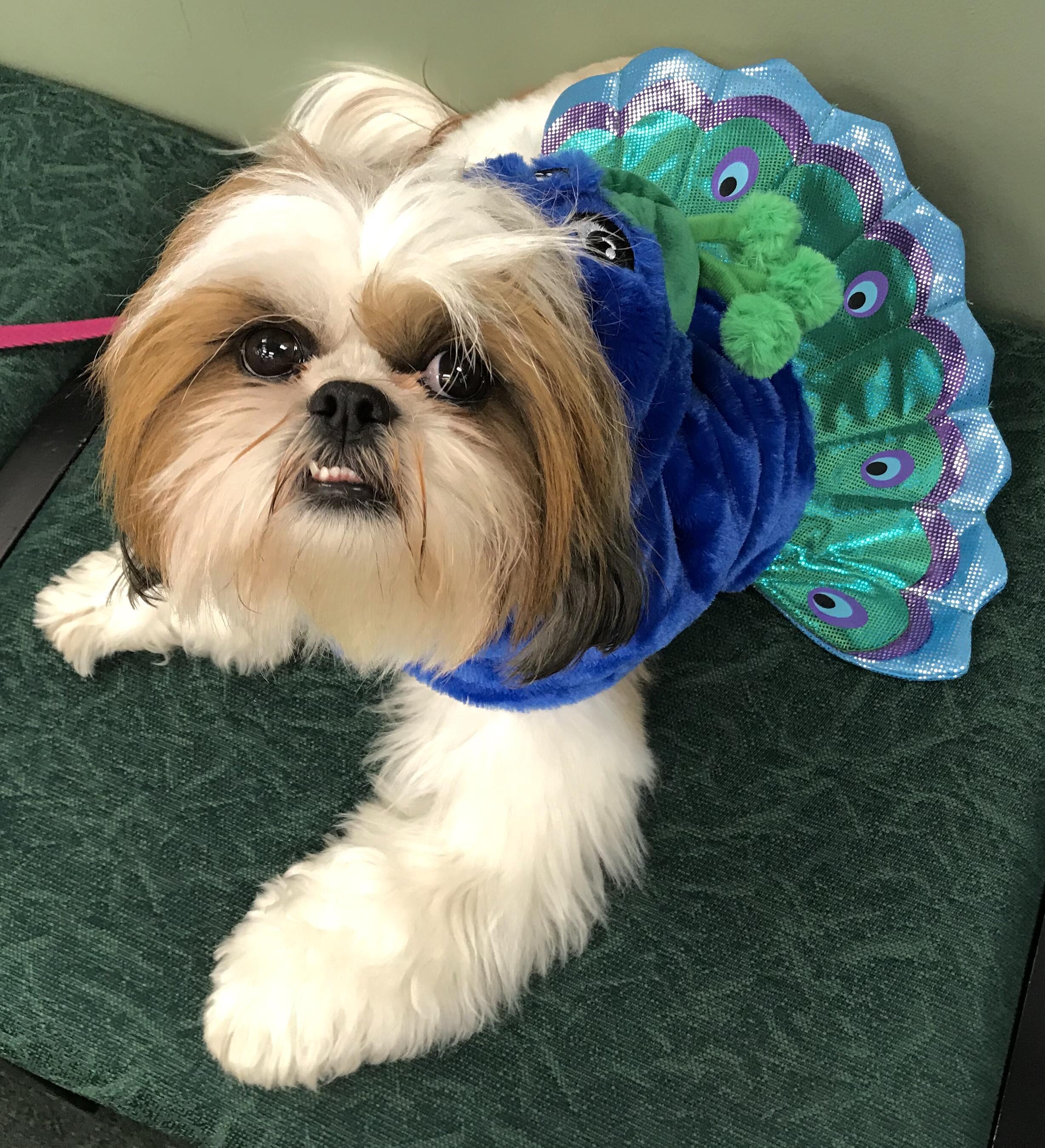 День Павлина