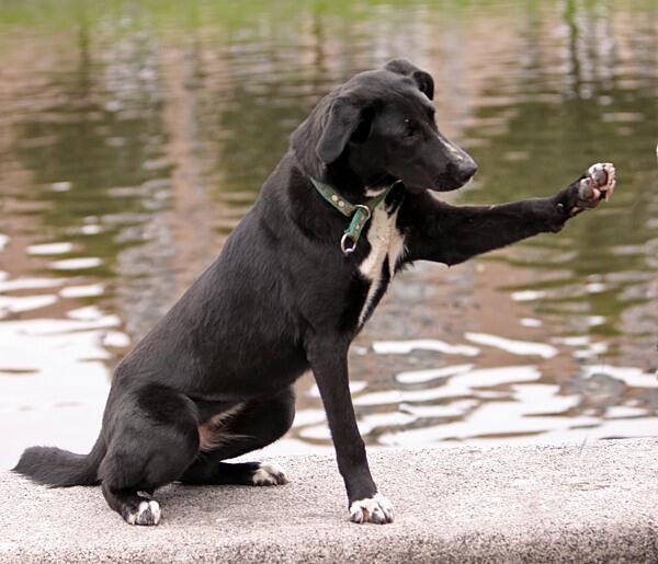 Собаки тоже бывают МУЗАМИ)