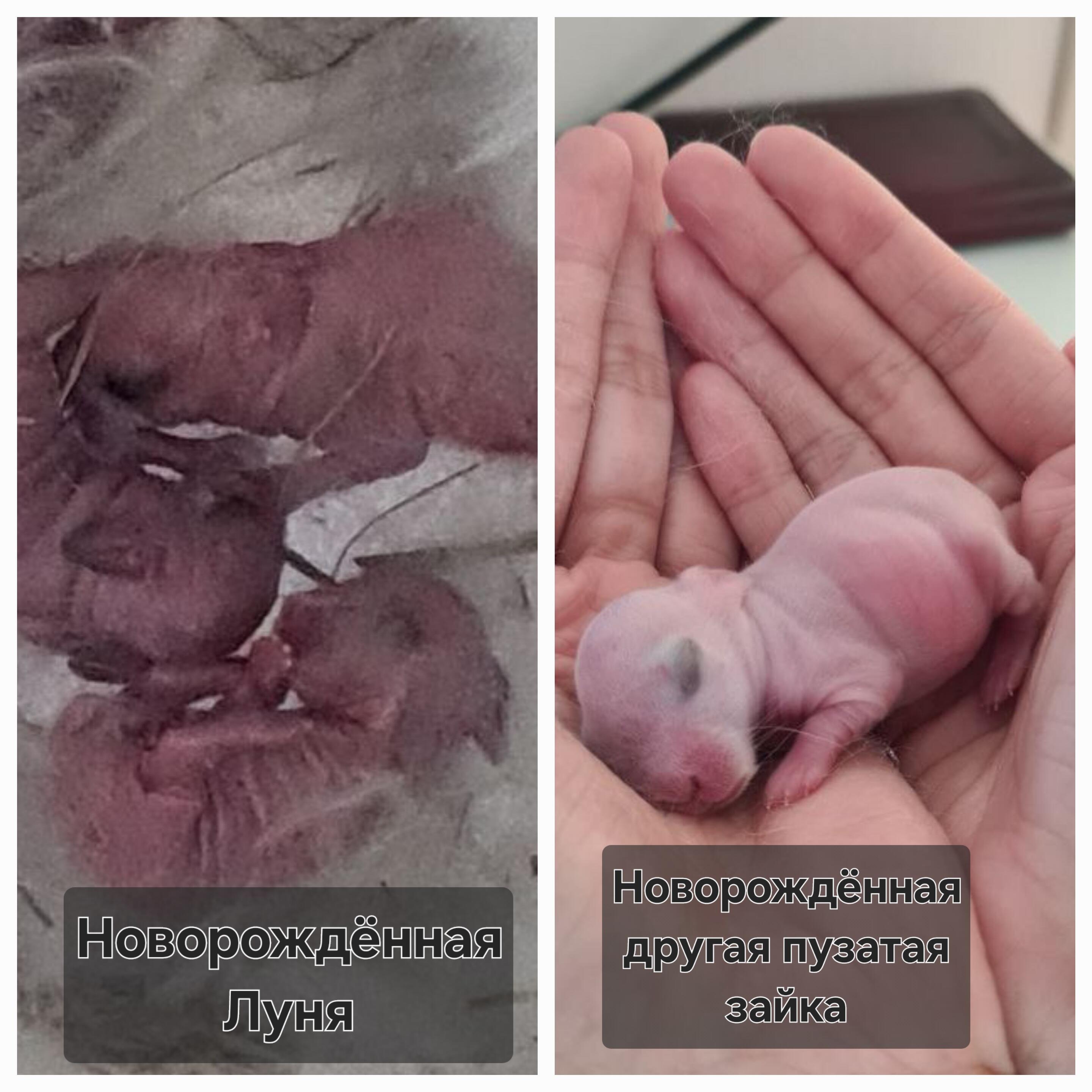 ЛУНЯ - КАК СИМВОЛ ЖЕРТВЫ