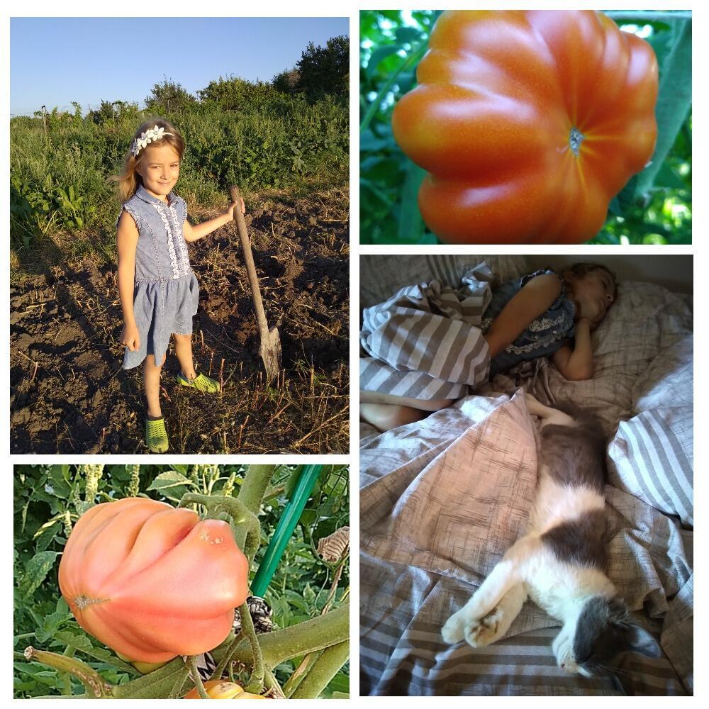 Макушка лета