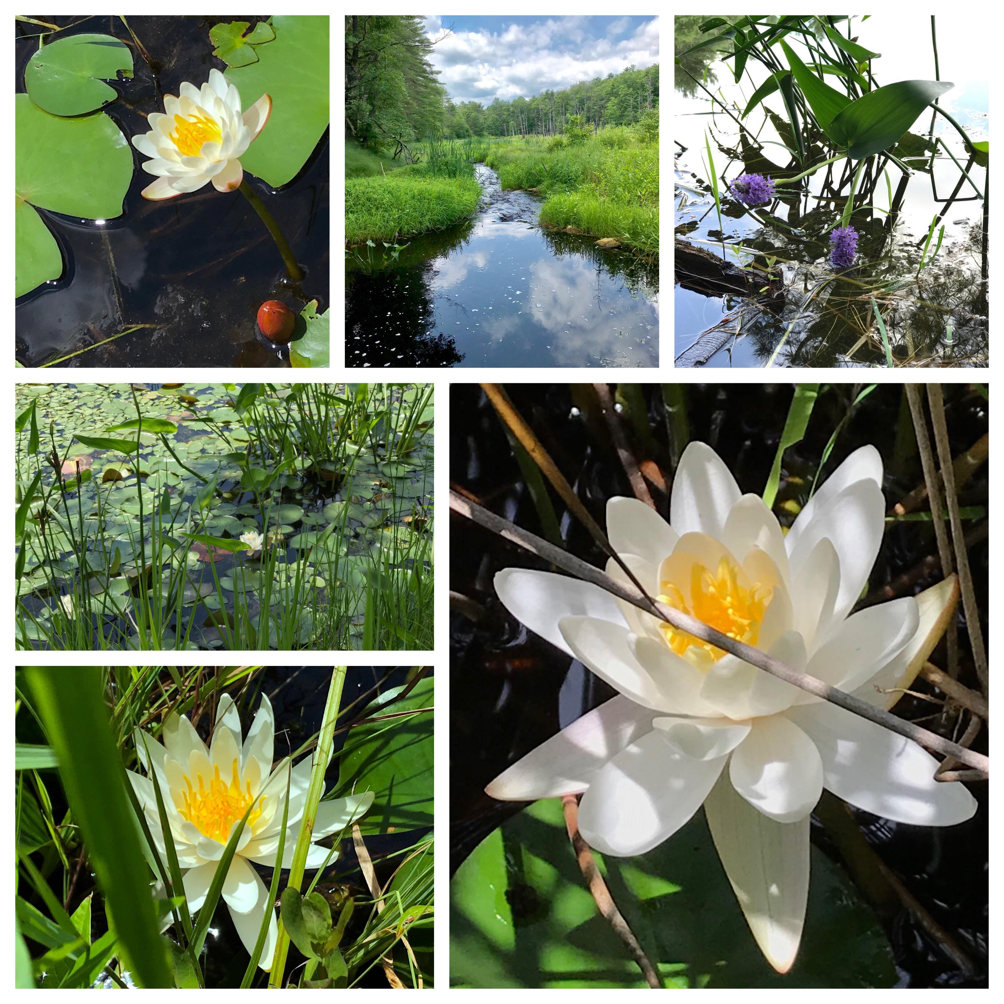 В стране бобров