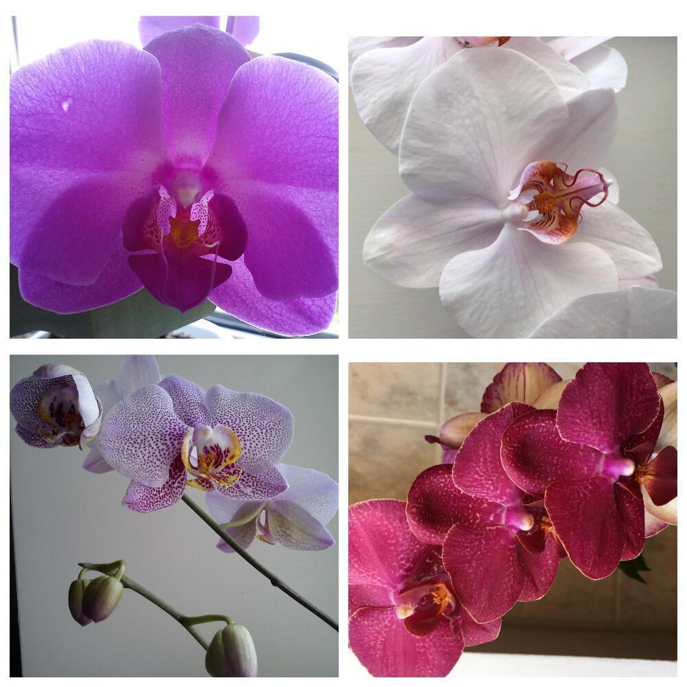 Я так думаю... Орхидеи - это чудо природы