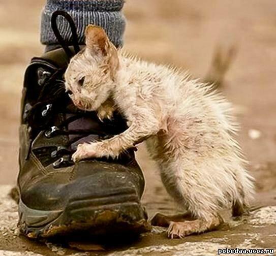 Злейший Враг Бродячих Котов