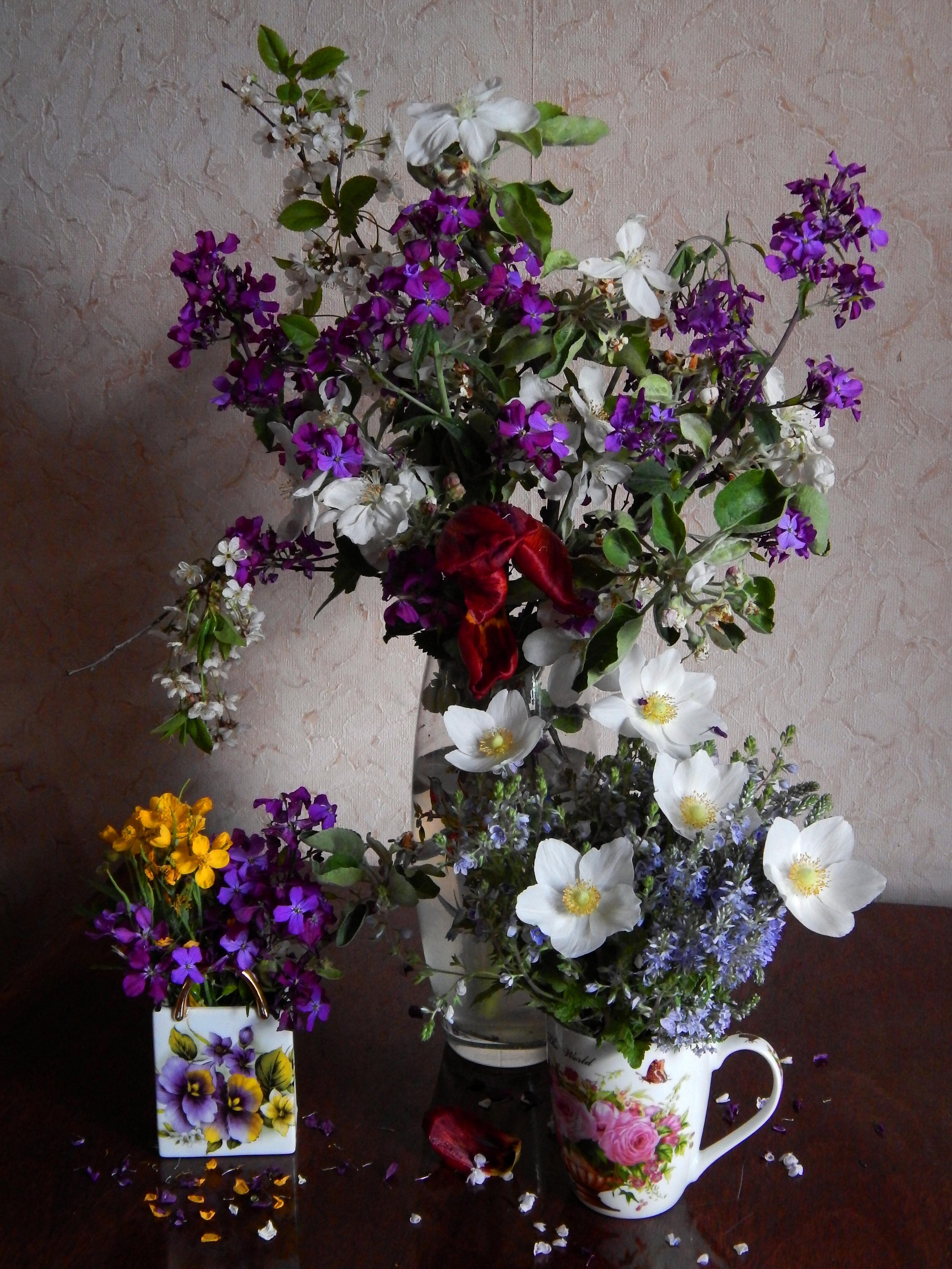 Вероника дубравная