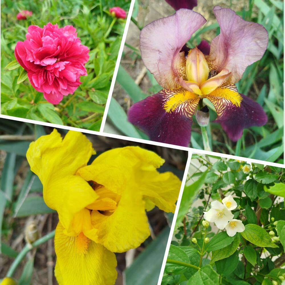 разноцветочное