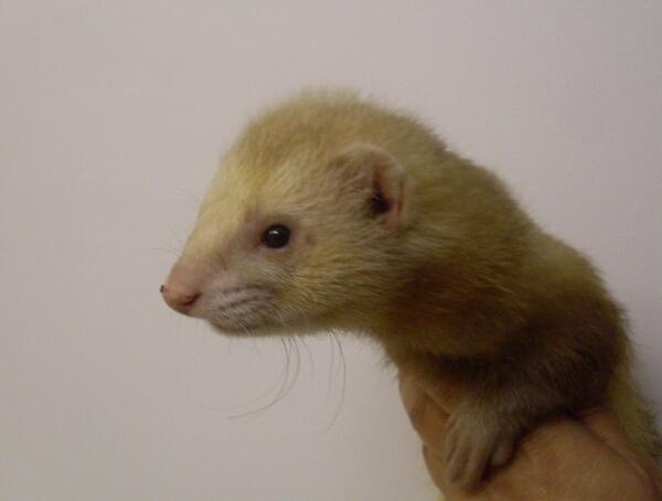 Прелестное животное