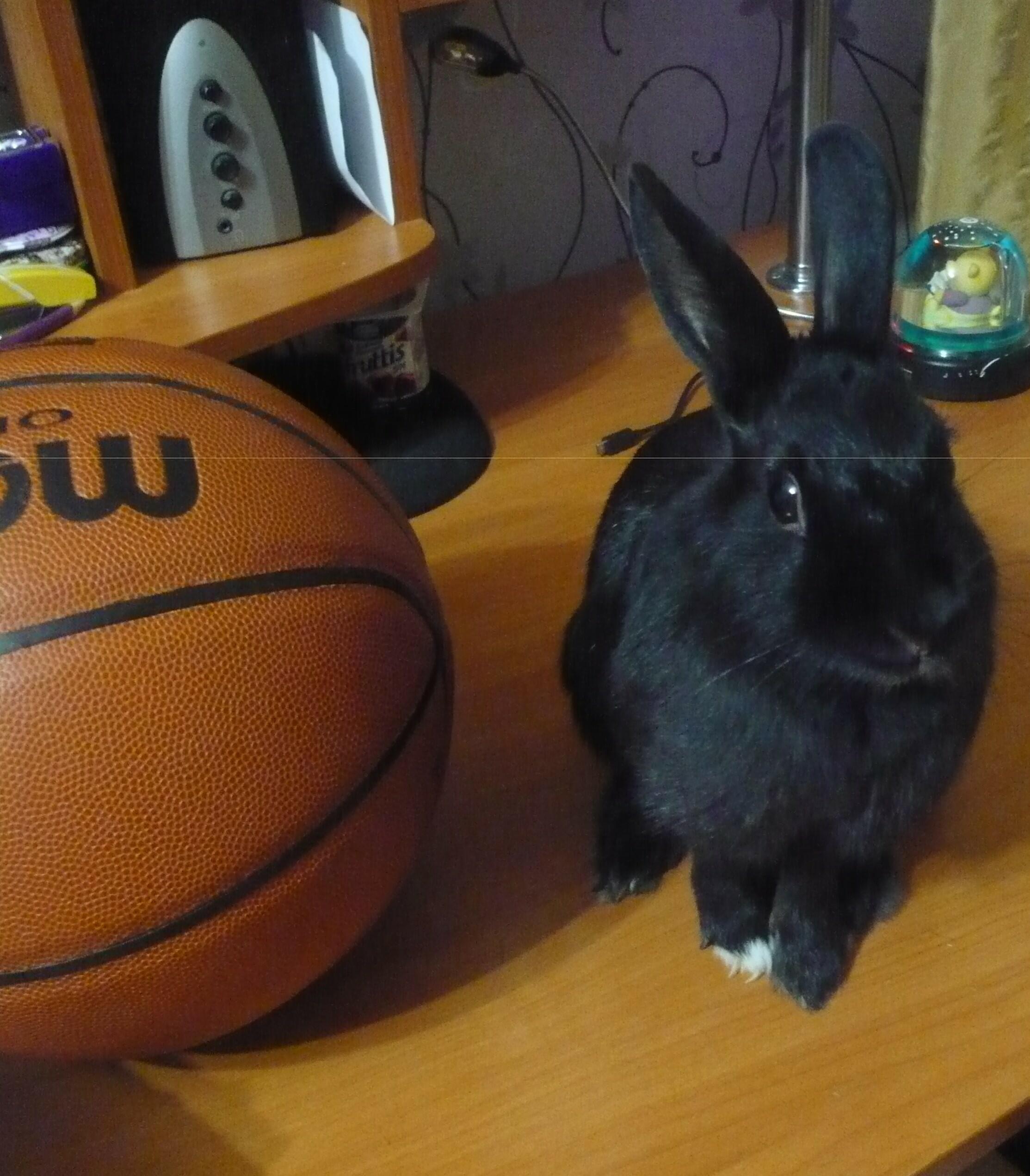 Вечерние стихи для кроликов