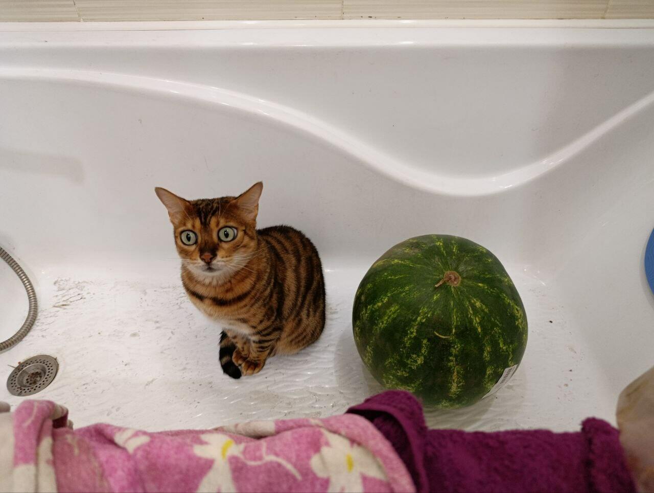 Упоротая киска