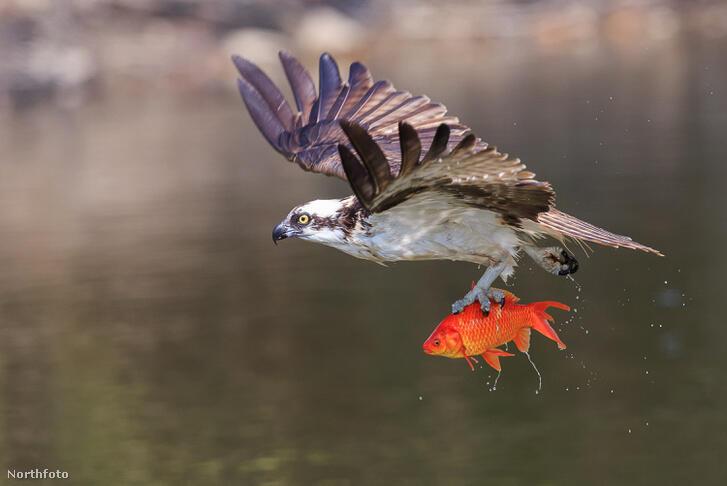 Немного о пищевых цепочках...