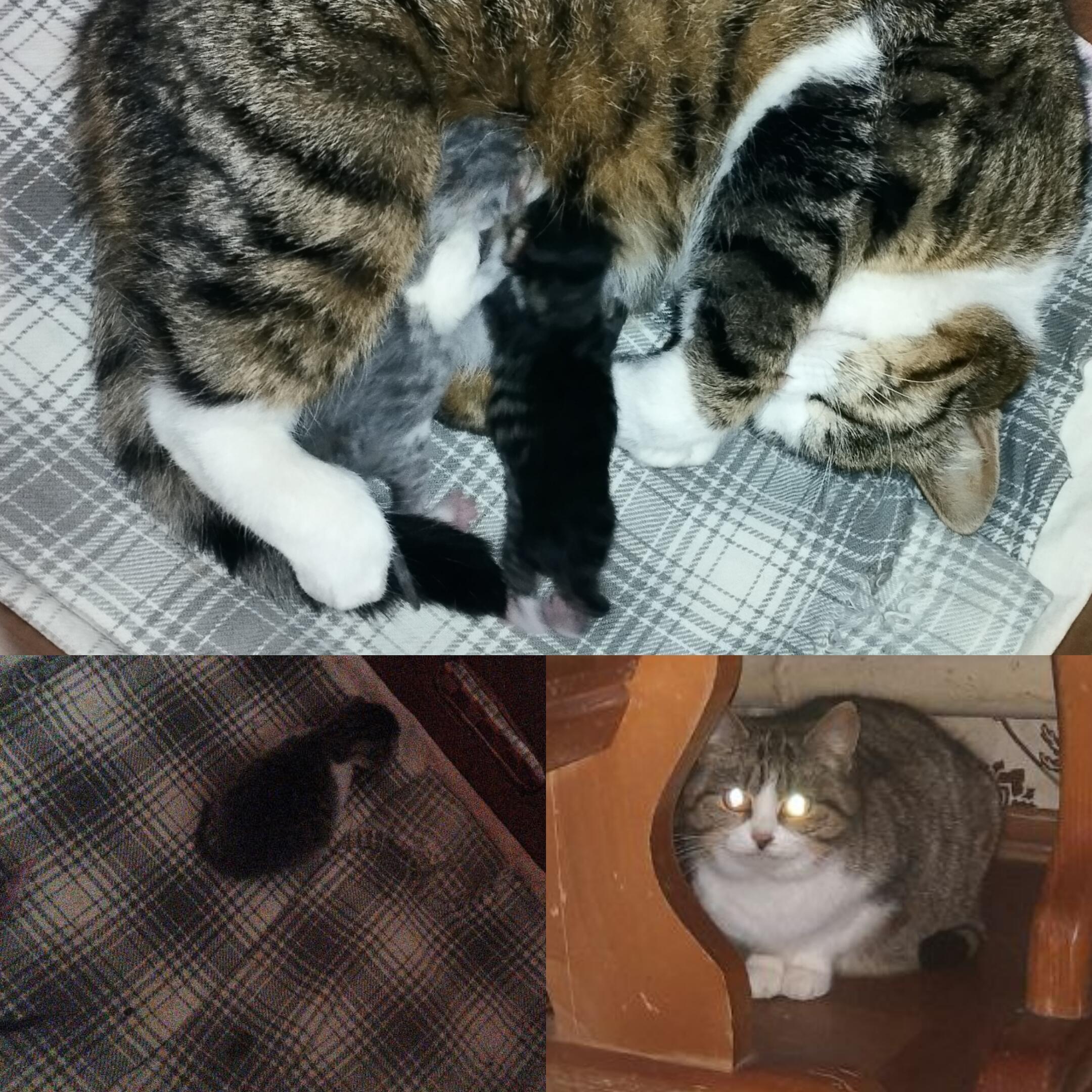 Сенька и Чëнька