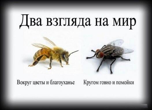 Пчёлы и мухи.