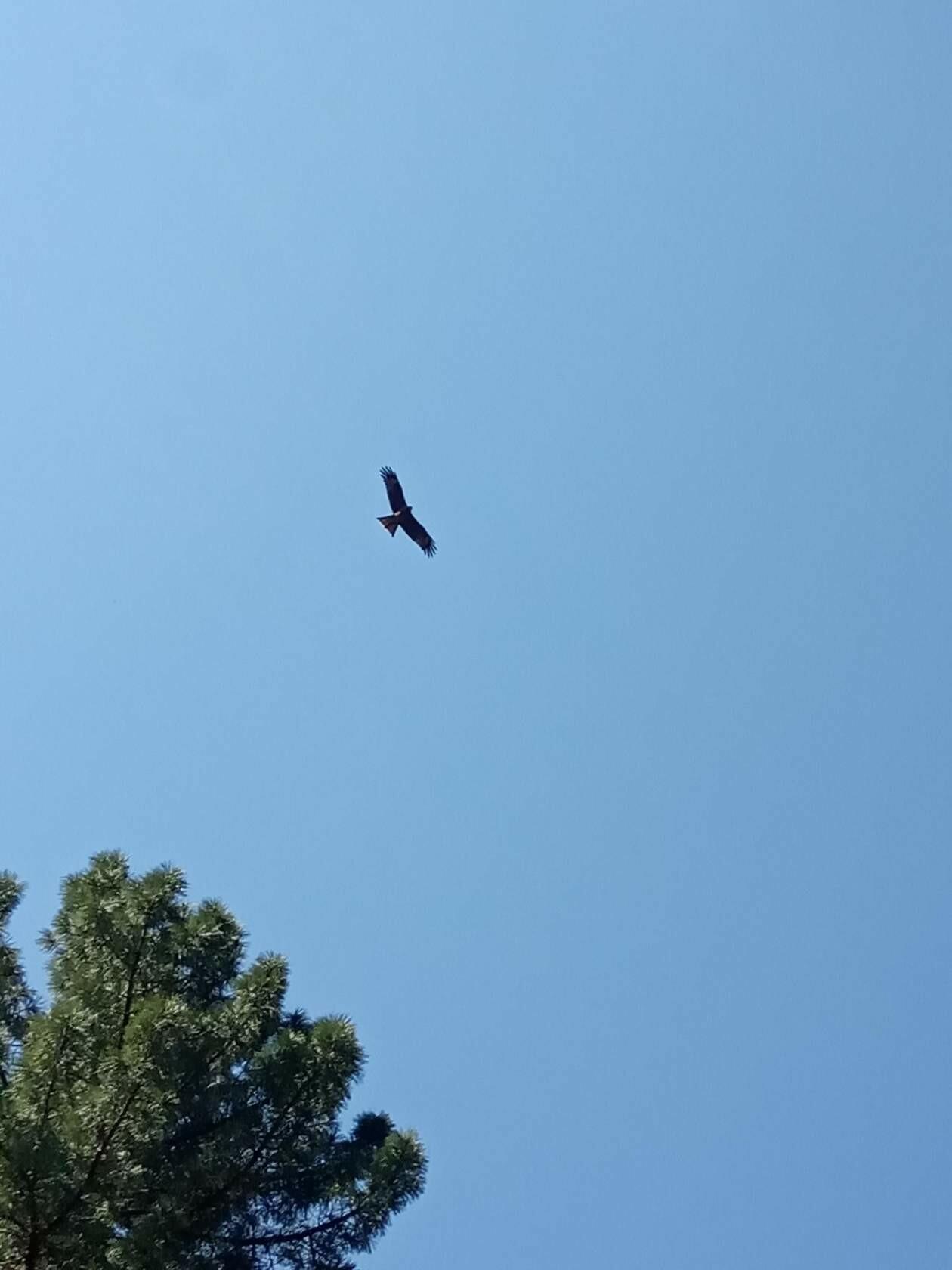 Фото 24. Птицы Алтая