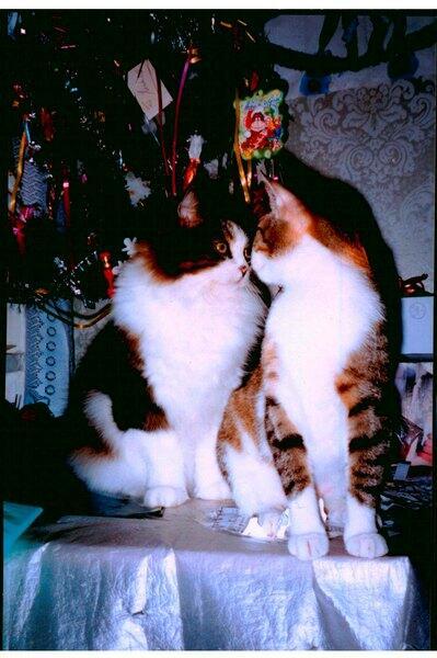 Сладкая парочка