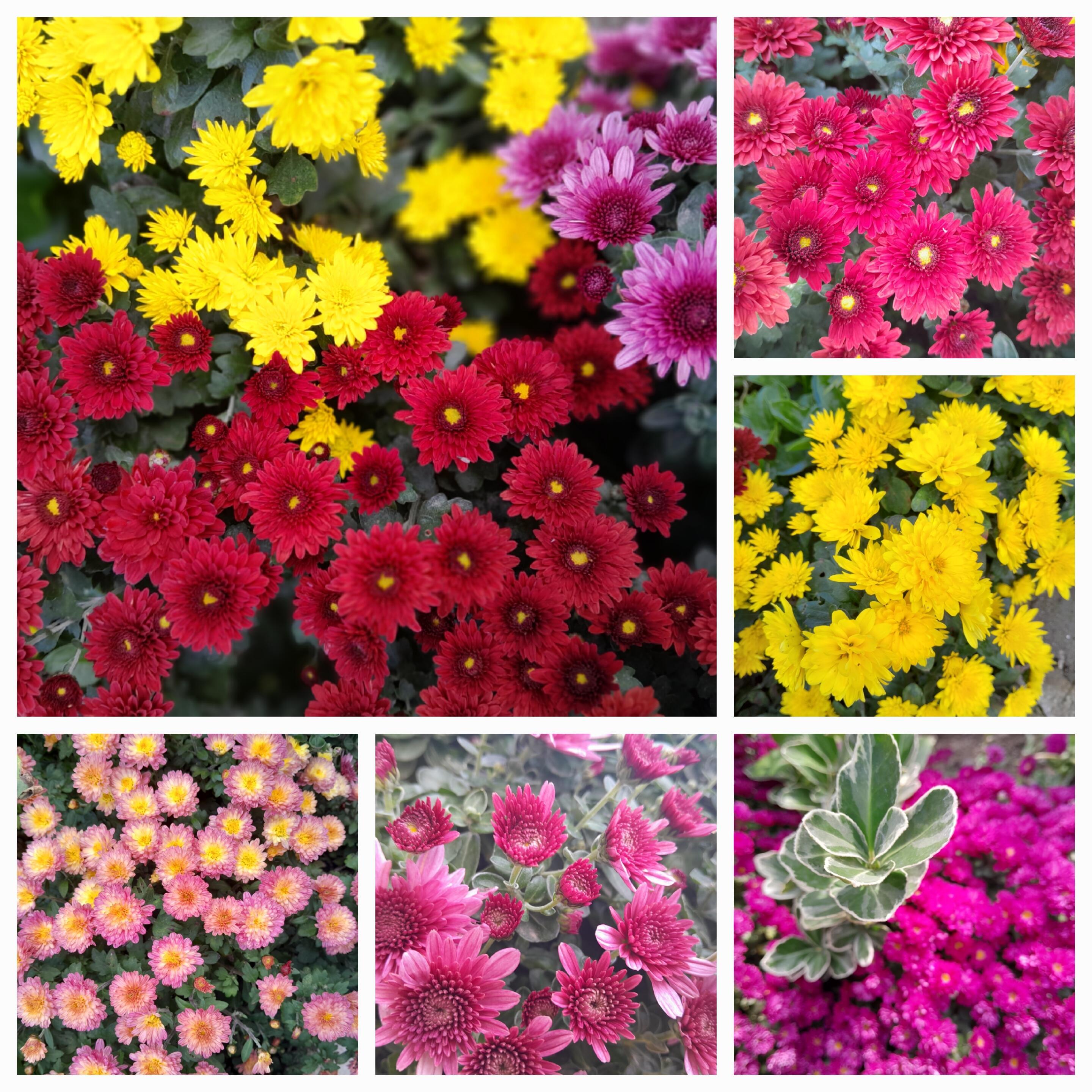 ноябрьское