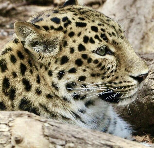 Постимкотикоф#4