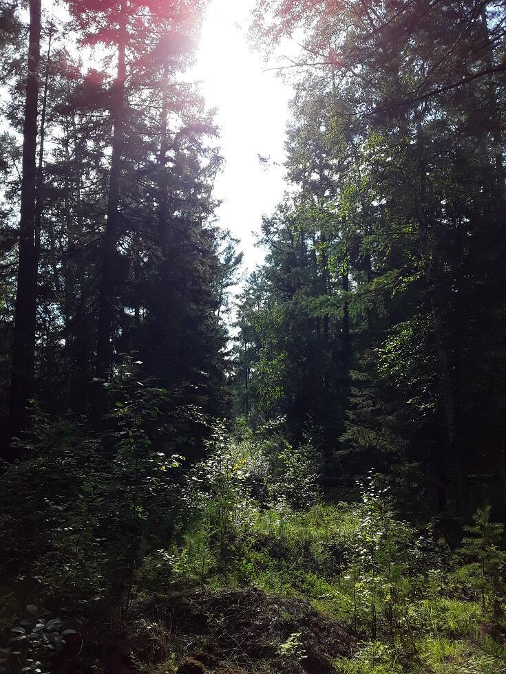 Дом на краю леса