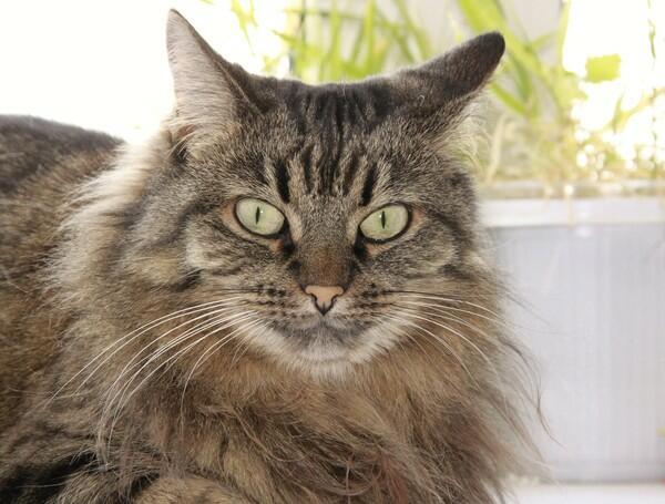 Искусствоведение по-кошачьи -- Феня