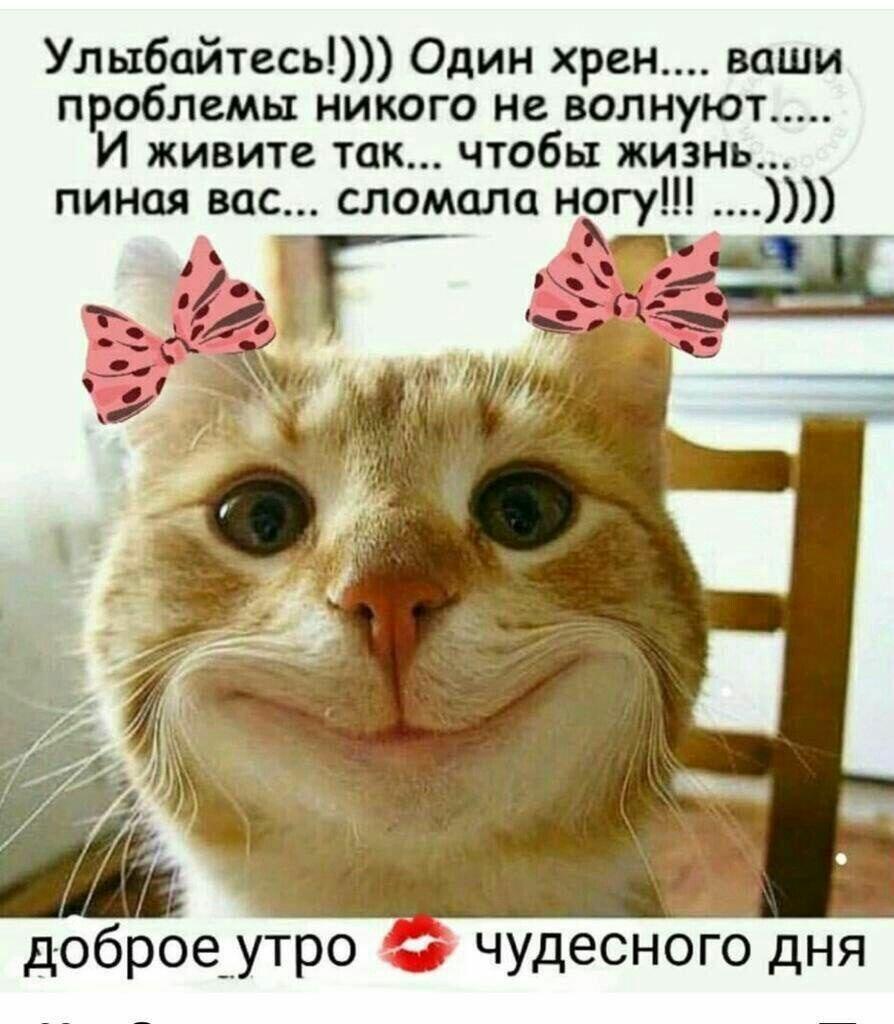 Во всём виноваты коты :)