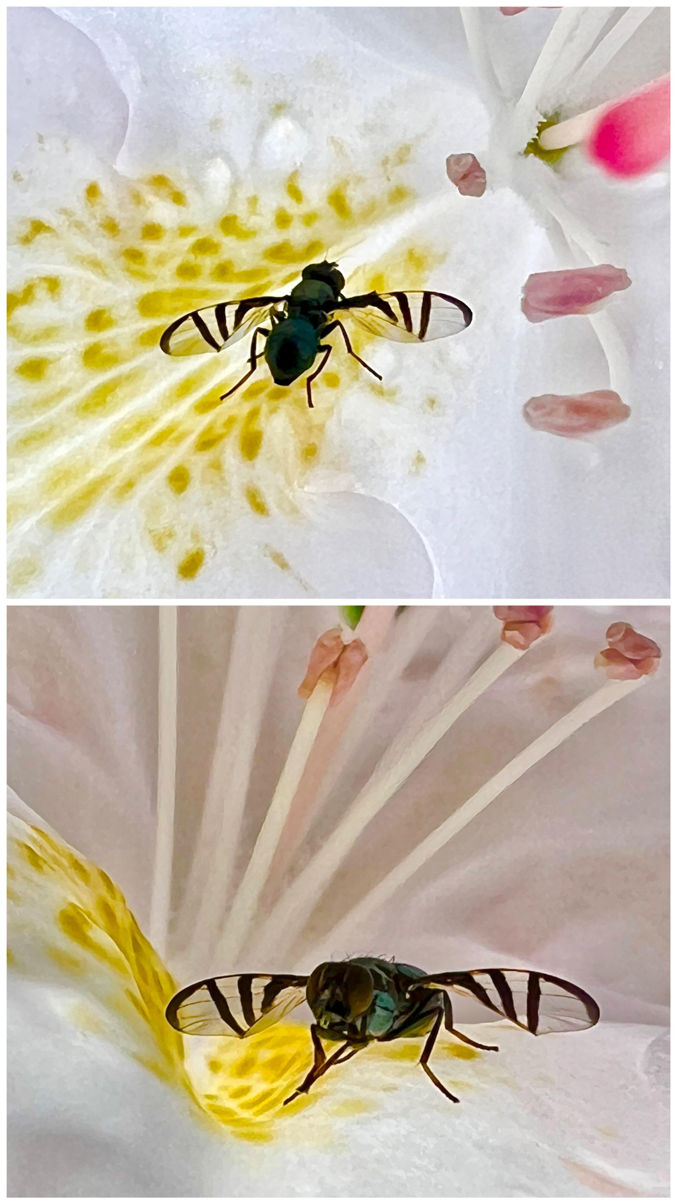 Сигнальная