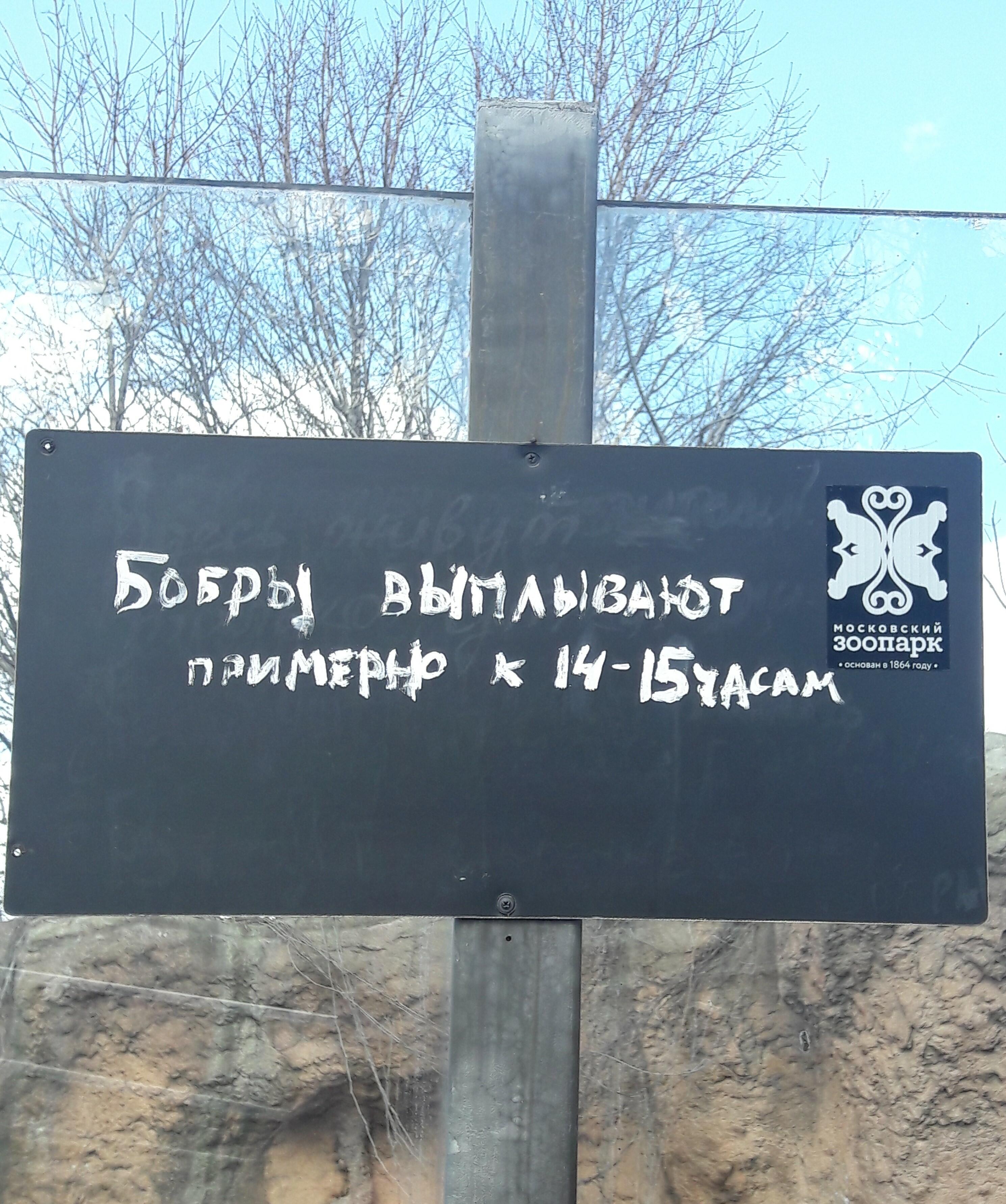 Бобры по расписанию