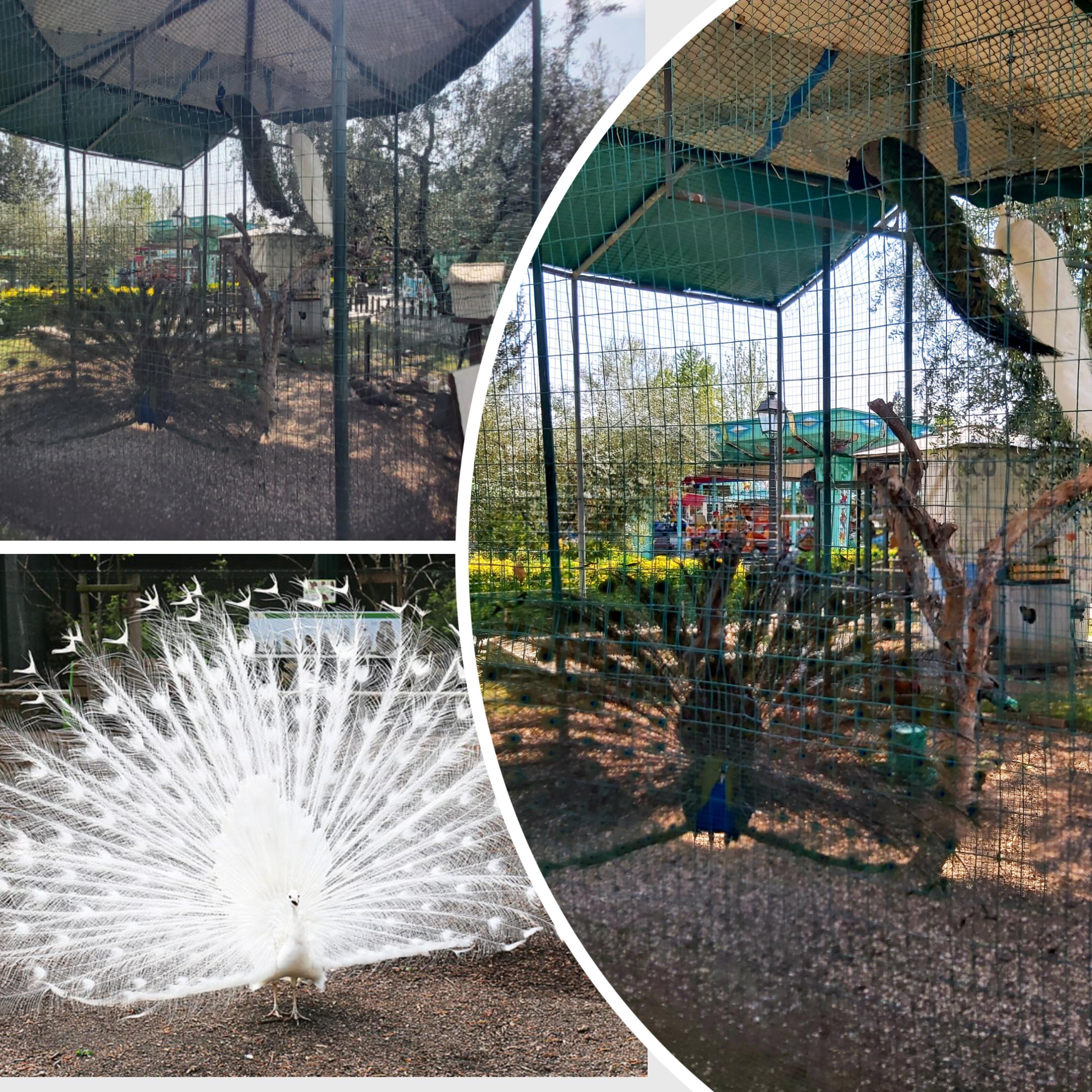 #весенние оркестры5 или павлиний бал