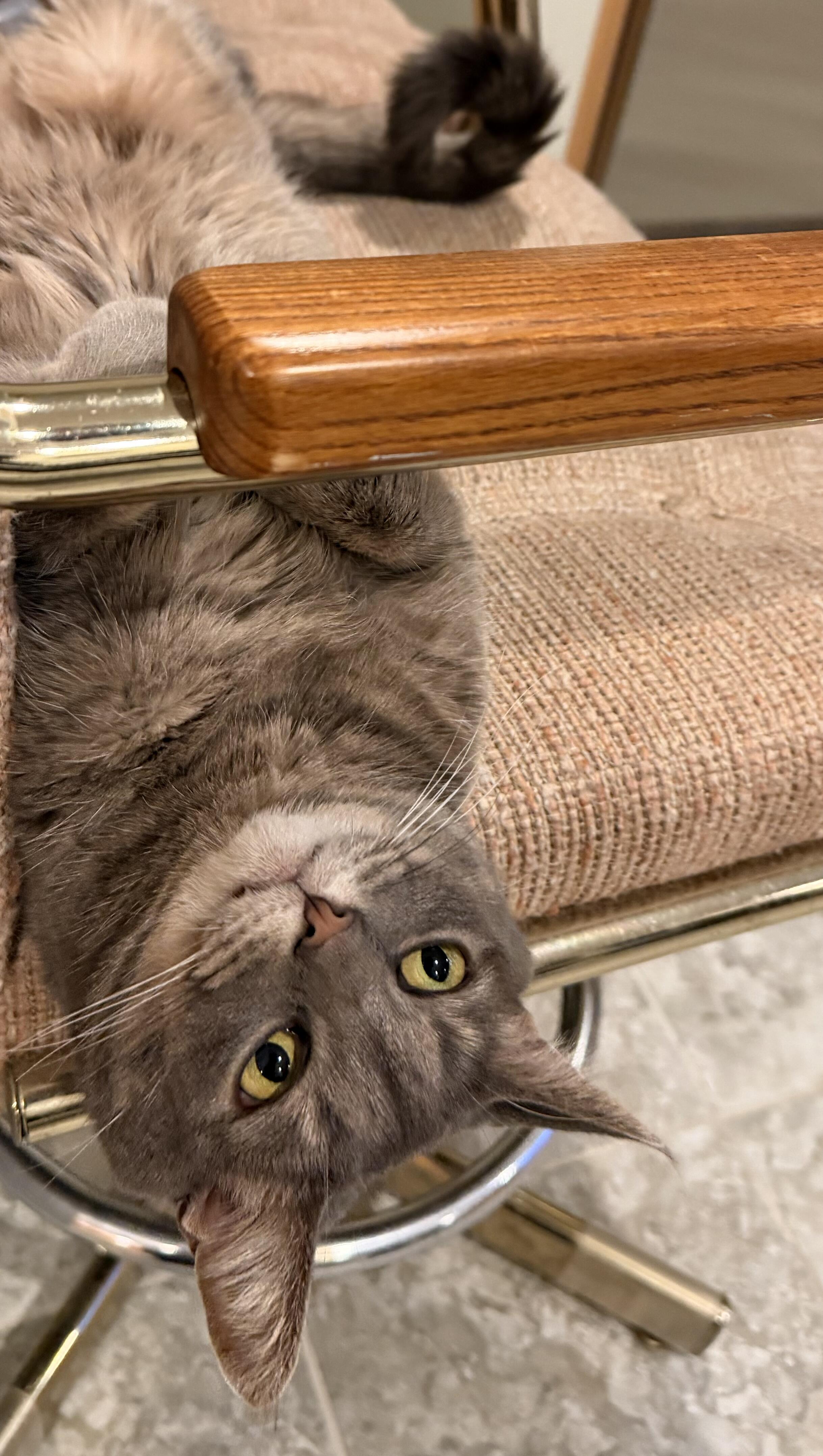 Сегодня вечером,