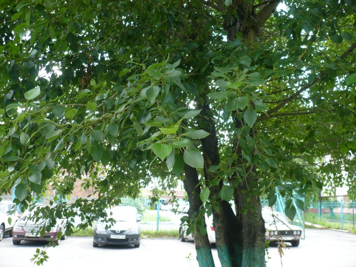 Тополя, тополя