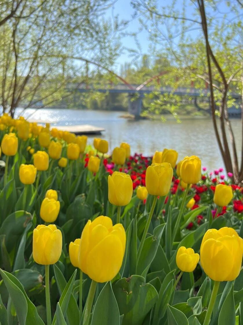 Люблю тебя, мой Белый город.