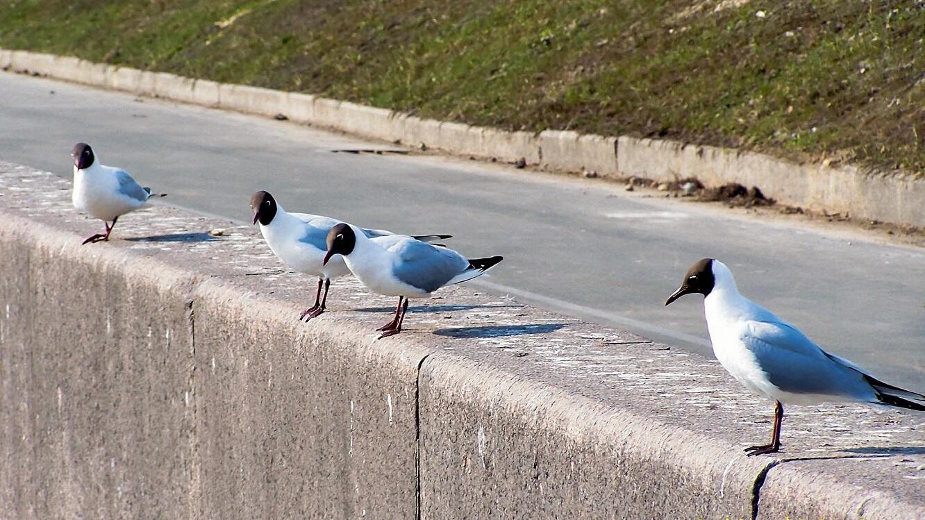 Чайка обыкновенная городская