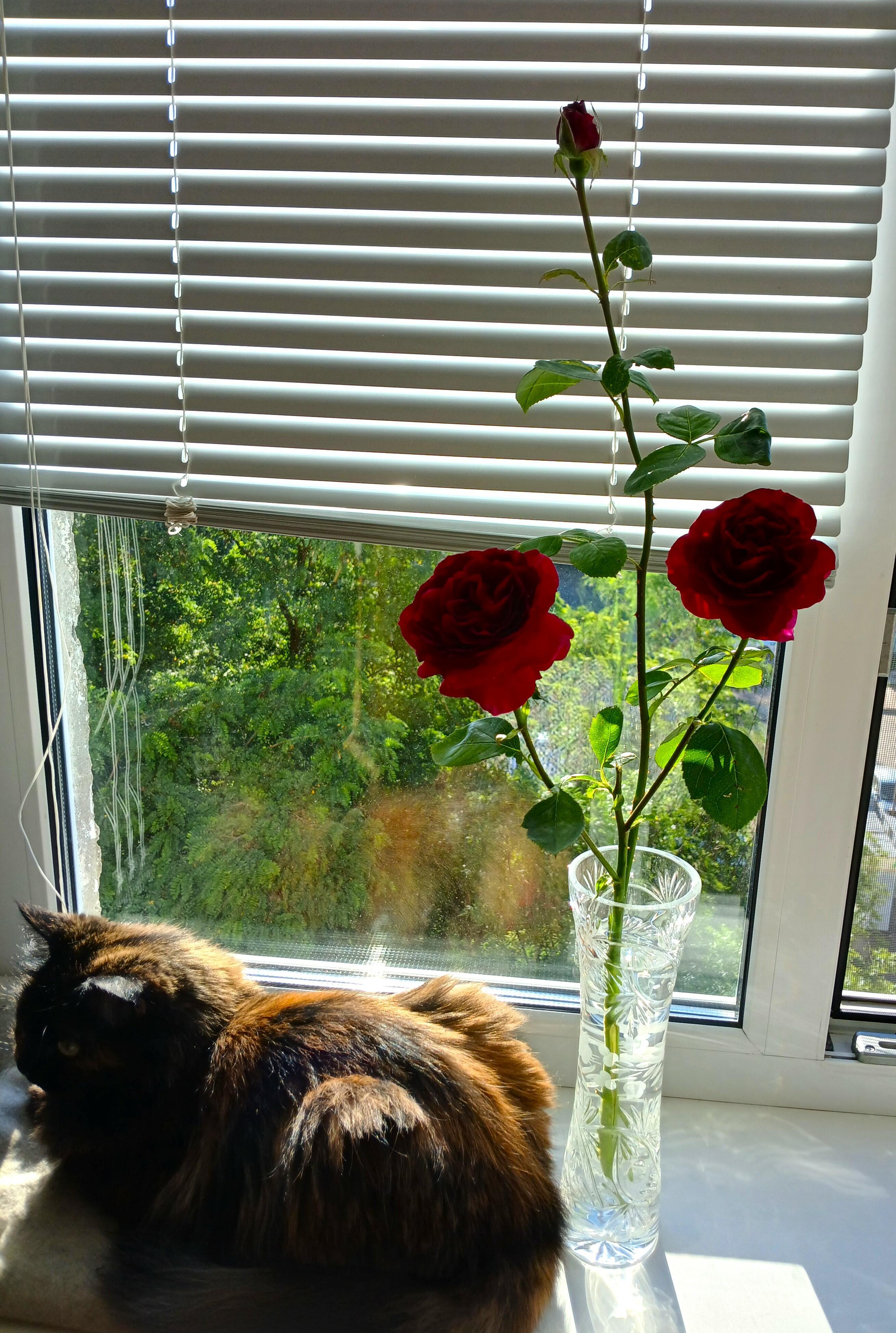 Вис на подоконнике