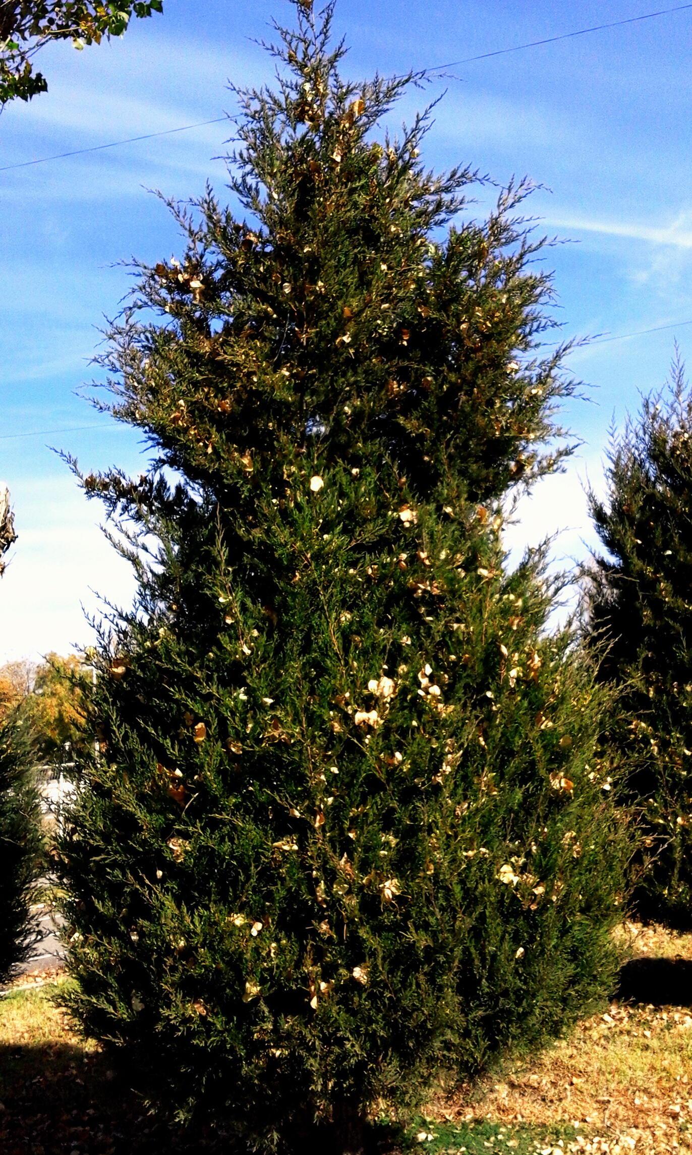 Новый год в ноябре