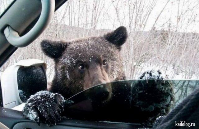 МИШКА С ПРОСЬБОЙ - (фото приколы)