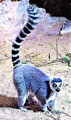 Лемур. Стихи к фотографиям