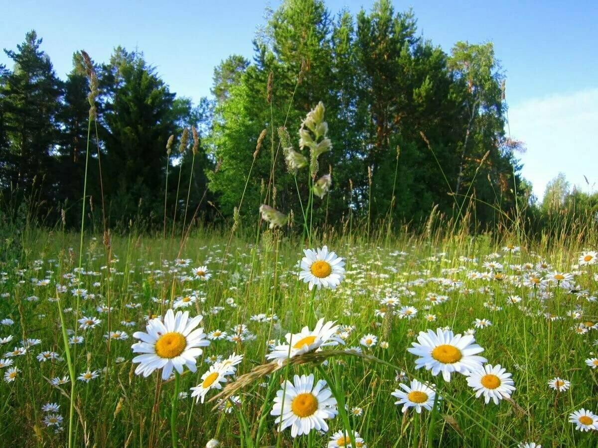 ИЗУМРУДНАЯ  КРАСОТА  ИЮНЯ