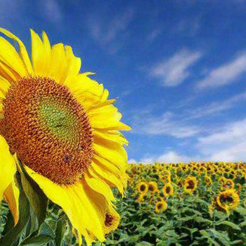 ПОДСОЛНУХ ( перевод с белорусского)