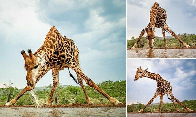 Жизнь жирафа не проста