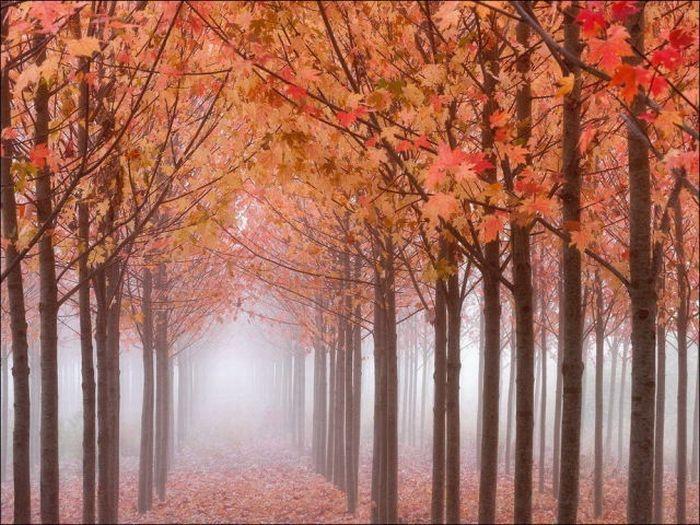 И снова осень.