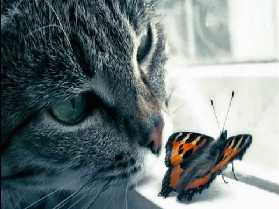 Котёнок и Бабочка