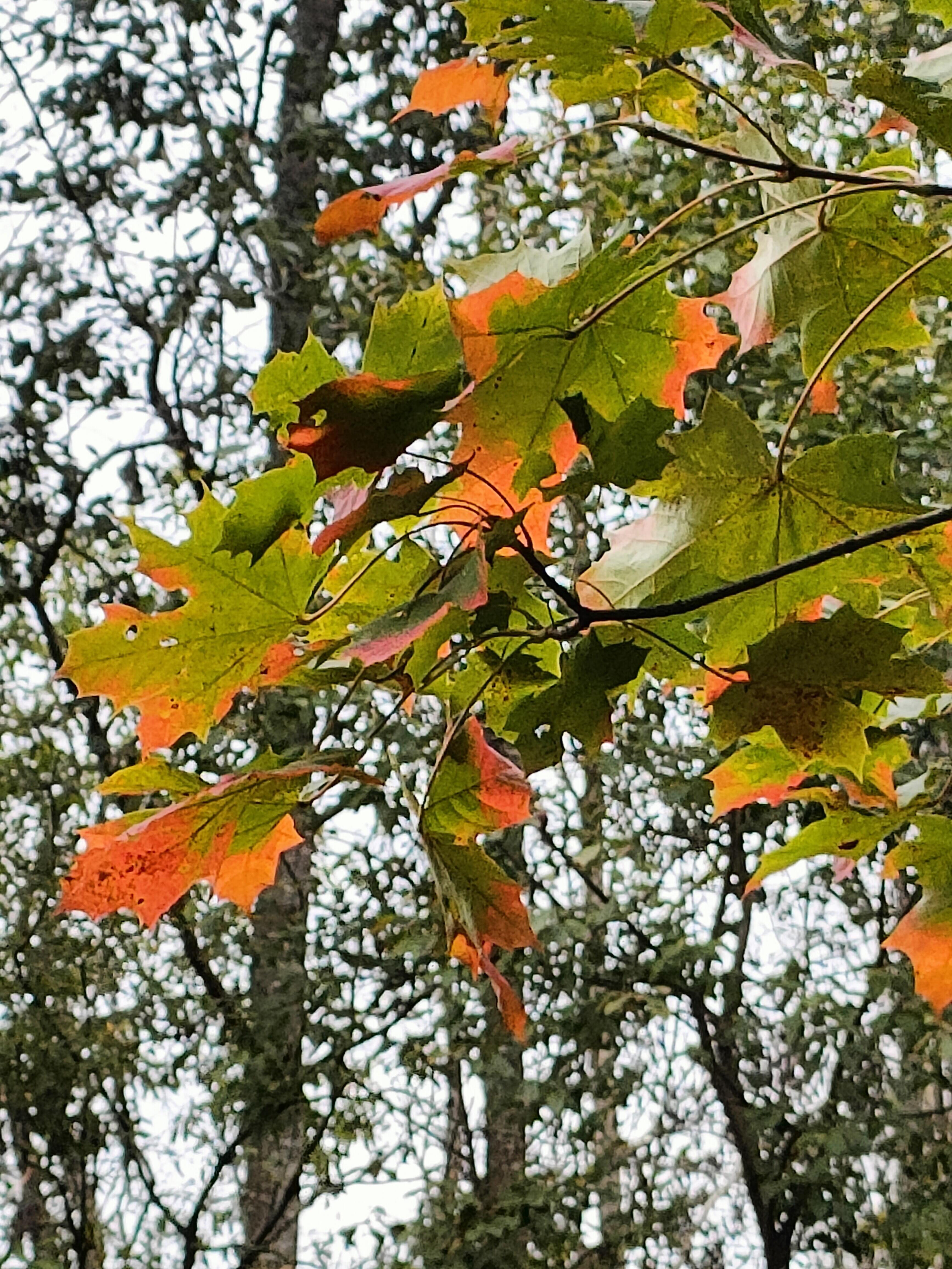 Баю-баюшки-баю