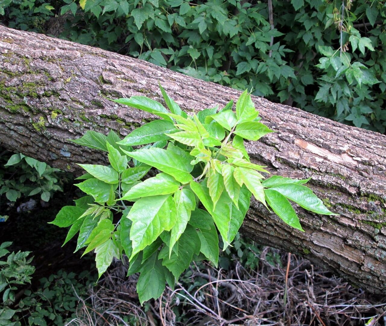 Кленовая Мечта